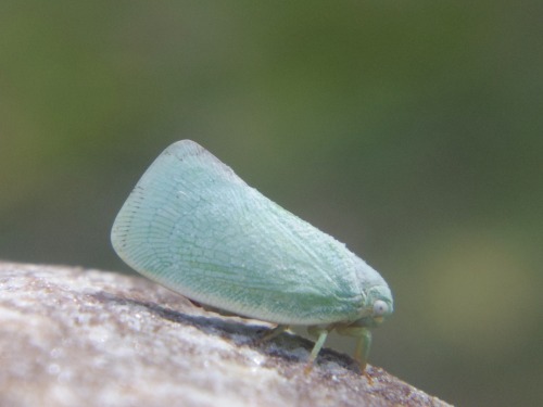 leafhopper bug insect green mint macro nature