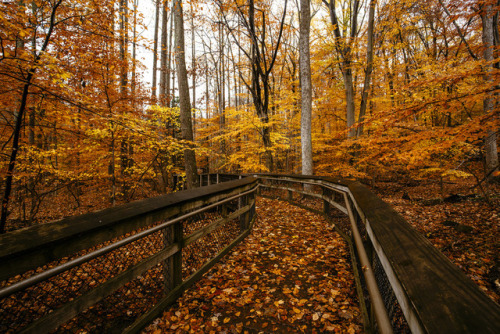 drxgonfly:Autumn Boardwalk (by Andrew Wagner)Photographer’s...