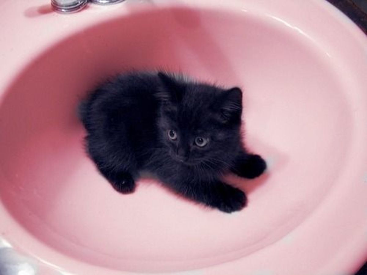Кошки маленькие черные пушистые