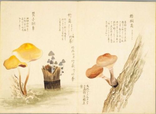 fujiwara57:“Kinoko / take 菌 “ - les champignons deMōri Baien...