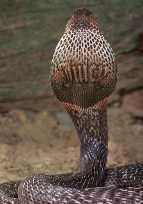 I& 039;m sorry it was in my head snakes reptiles