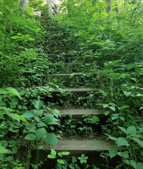 abandonedandurbex:Staircase that’s being reclaimed by nature...