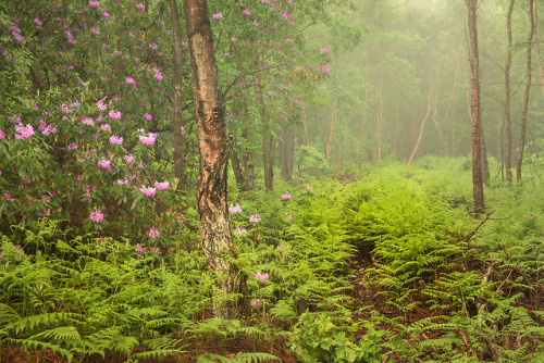 90377:rhododendron by Istvan Malik