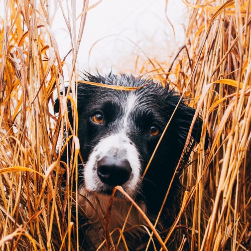 findmomo:Hiding in the long grass…