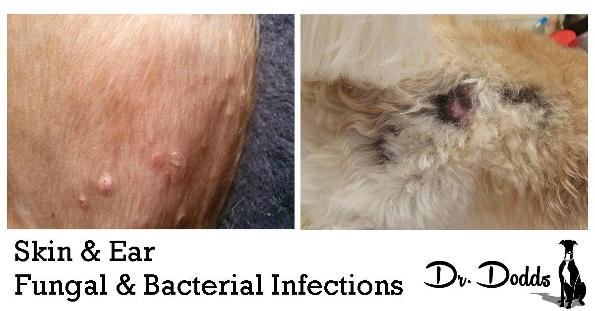 Dr. Jean Dodds' Pet Health Resource Blog Skin and Ear Bacterial and