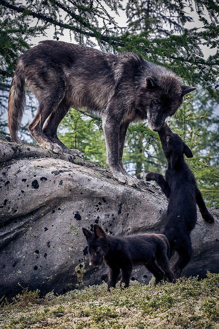 black wolf pup | Tumblr