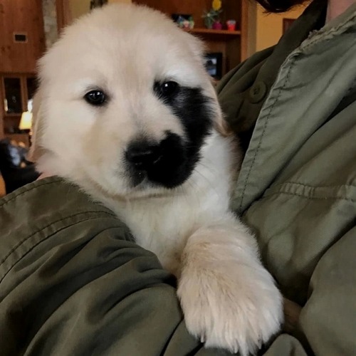 allcutedog