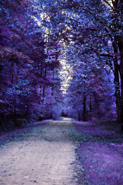 purple forest on Tumblr