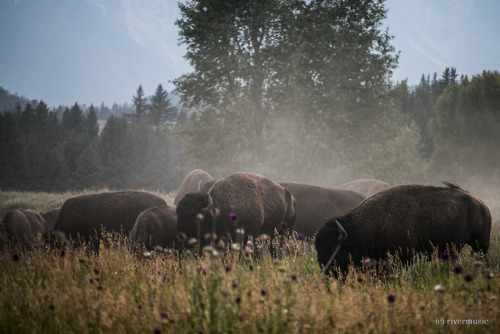 riverwindphotography:A herd of Bison wallow in the dust at Elk...