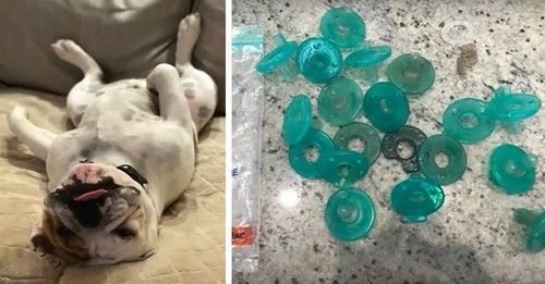 pawpail