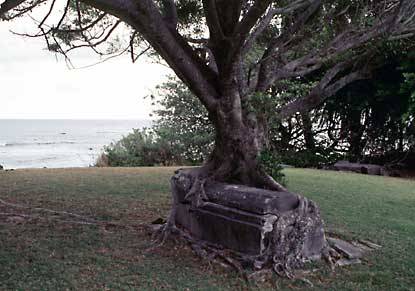 unexplained-events:Crypt and tree merge in an old cemetery in...