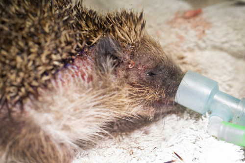 wildlifeaid:WARNING - Graphic content!This poor hedgehog was...