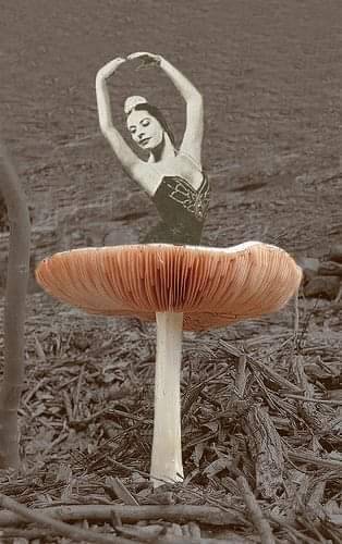 mushroom aesthetic | Tumblr