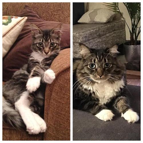 catsoverload1:Sassy teenager cat and his floofier mature self...