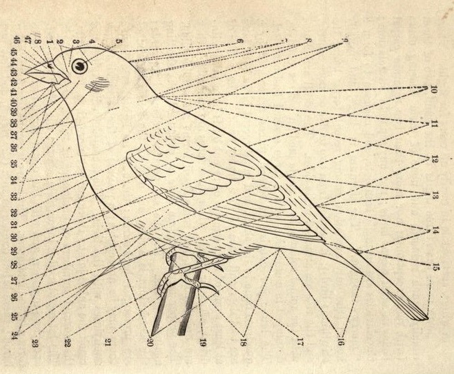 Nemfrog - “Topography Of A Bird.” Zoology For High Schools...