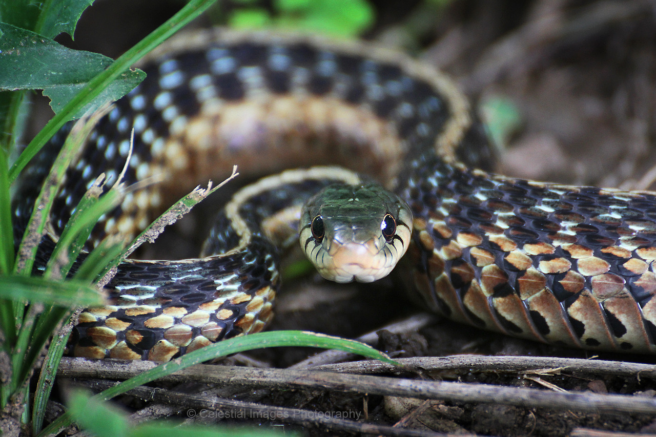 eastern-garter-snake-thamnophis-sirtalis-celeste-s-nature-photography