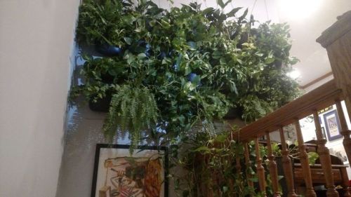 solarpunk-aesthetic:How to Build a Jungle WallA wall mounted...