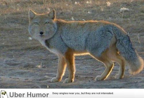 failnation:The Tibetan fox looks like my first attempts to...