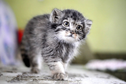 cuteanimals-only:Rescued Pallas’s cat kitten eye colour...