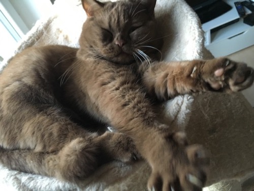 mostlycatsmostly:Happy Caturday from this teddy (submitted...