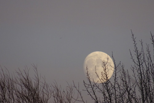 astronemma:Yesterday’s Moonrise. 