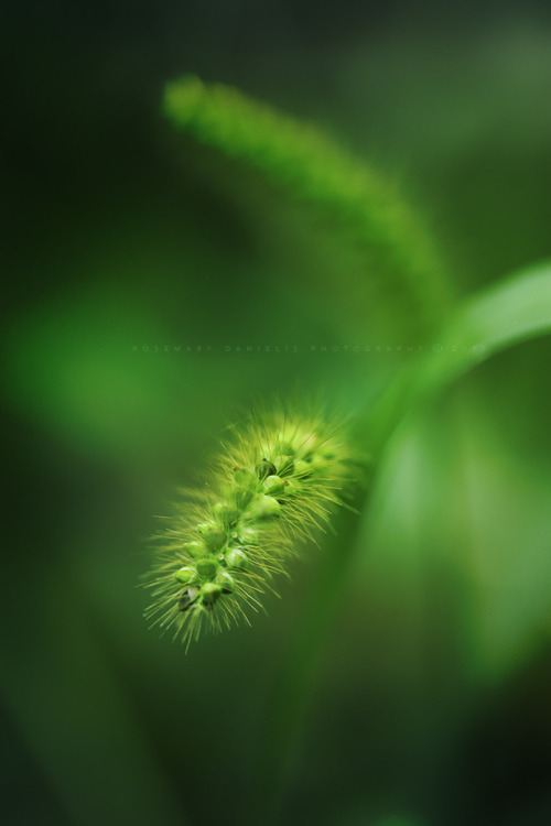 grasses green nature zen calm noworries walking outdoors rosemarydanielis.com photographers on tumblr original photographers