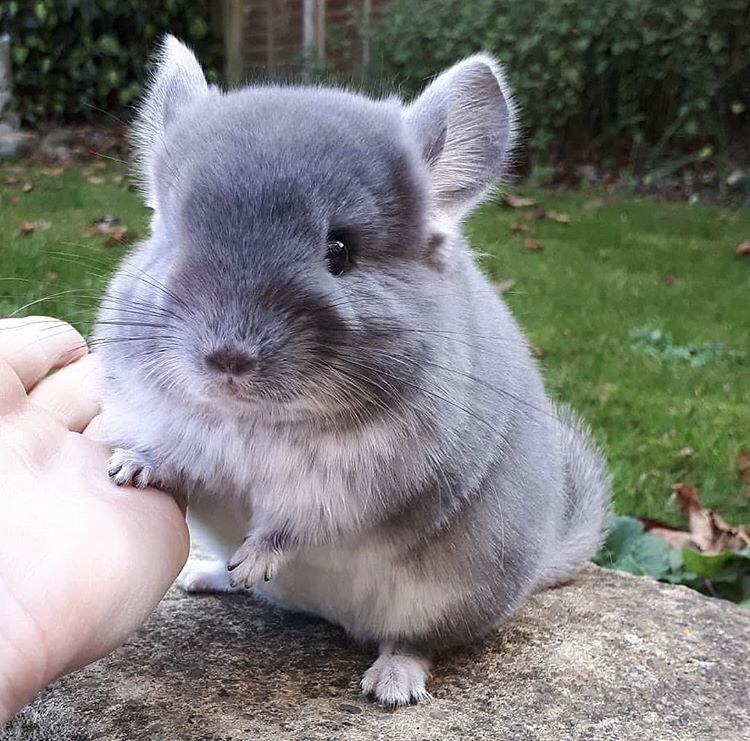 chinchilla on Tumblr