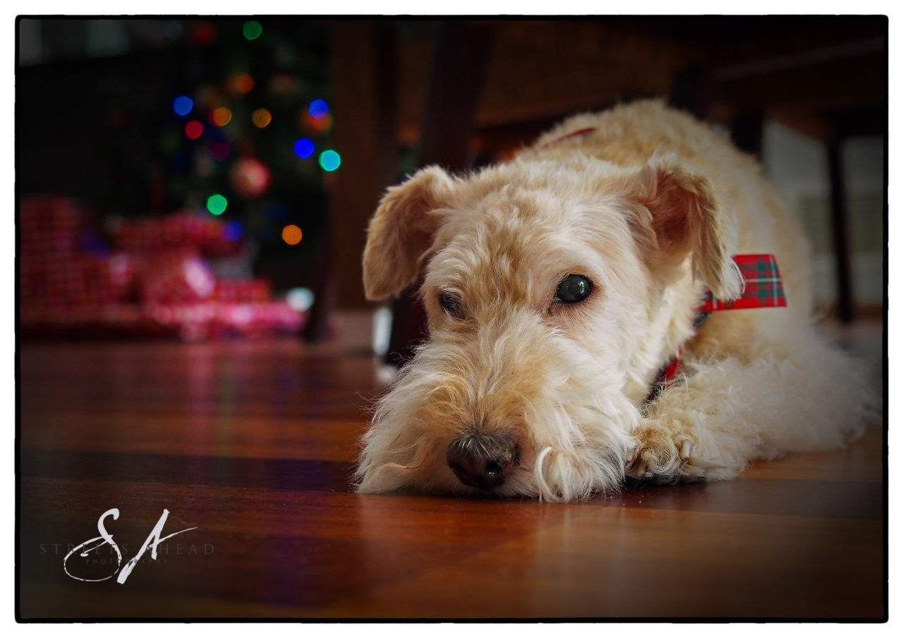 <p>Its nearly Christmas so I should post a Christmas photo. Well here is the dog “Ripley” checking out her presents in front of the tree. </p>