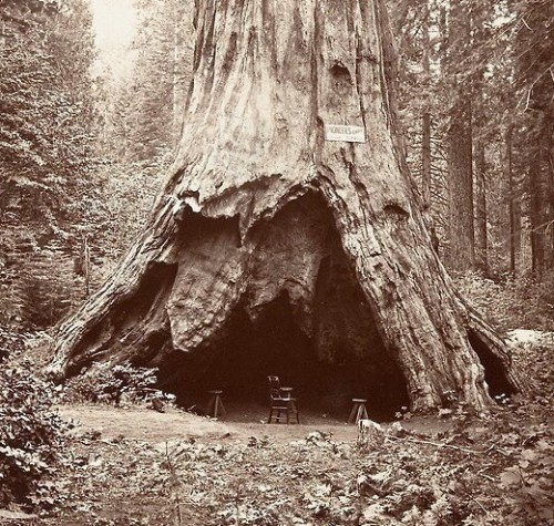 hauntedbystorytelling:Carleton E. Watkins :: Pioneer’s Cabin. |...