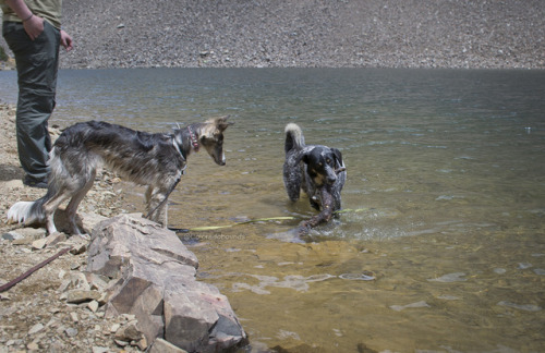 Oh thank you for getting that stick for me, big brother!