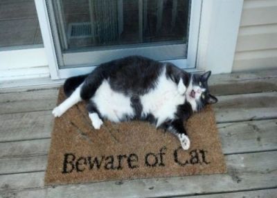 Beware Of Cat Tumblr