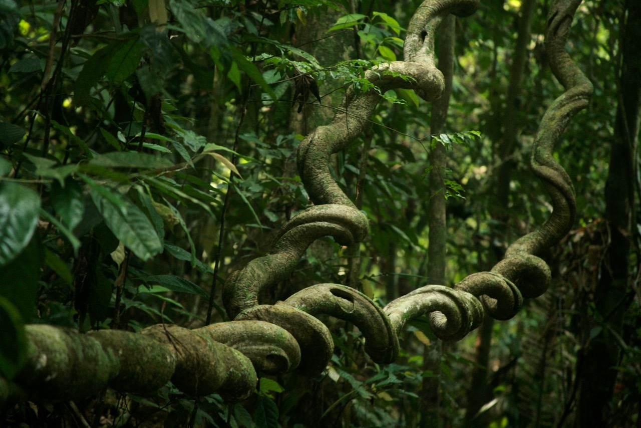 My Kitchen Alchemy • quickwitter: TWISTED VINES IN RAINFOREST...