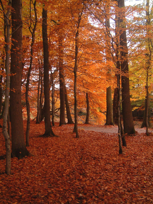 forestmood:pollok park by PhylB