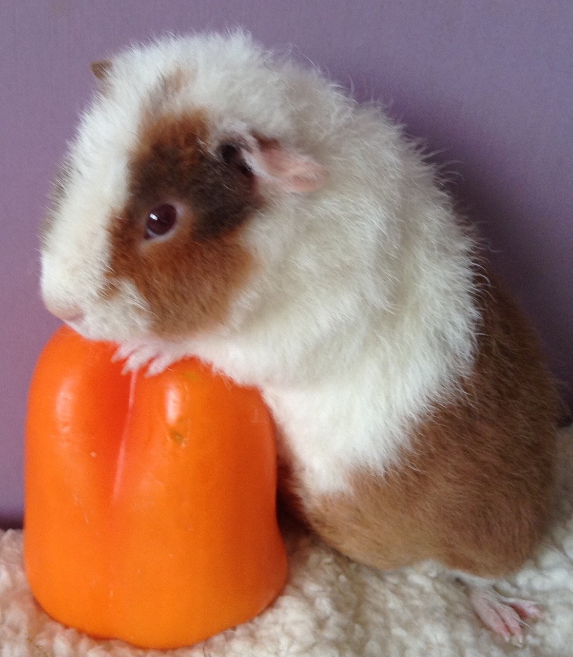 teddy bear guinea pig for sale near me