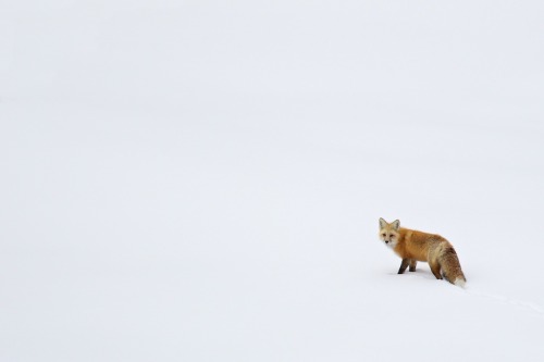 h4ilstorm:Animals in the Snow (by Scott Grubb)