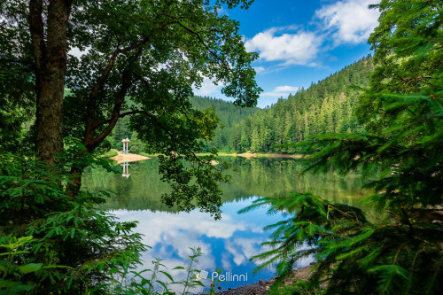 pellinni-photo