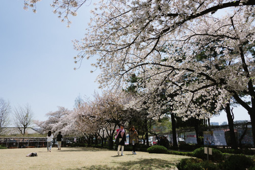 rjkoehler:Cherry blossoms at Jeongdok Library.