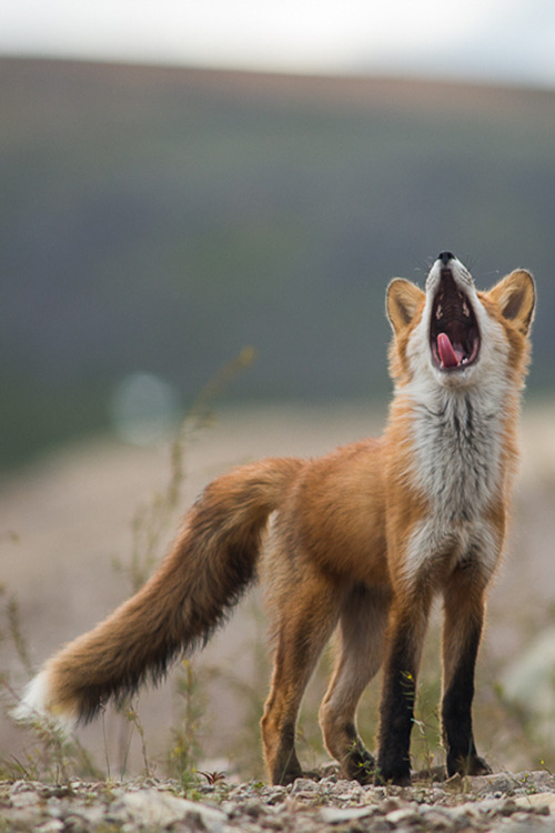 Sing Fox to Me by Sarah Kanake