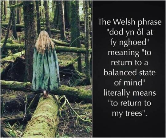 When in doubt, return to the trees.