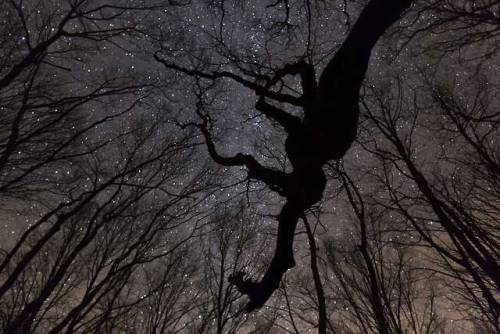 agelessphotography:Oak Trees at Night, Cherohala Skyway,...