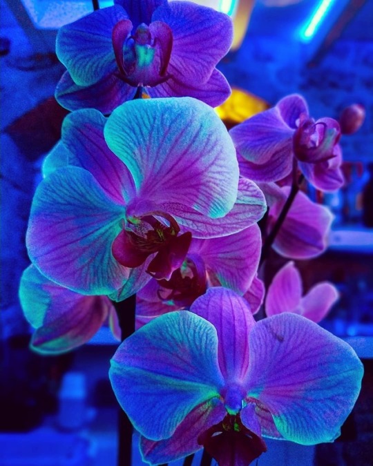 Egine et sa magnifique Flore