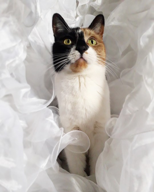Cat Wedding Tumblr