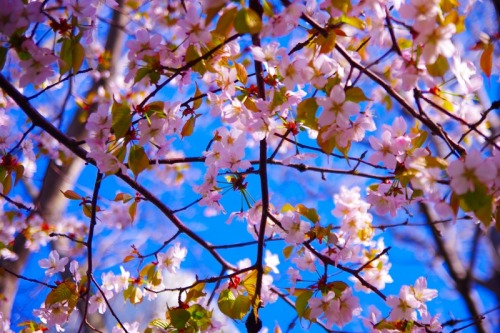 私の家から一番近い桜スポットで撮影して来ました。やっとこ札幌にも春が来たよ。