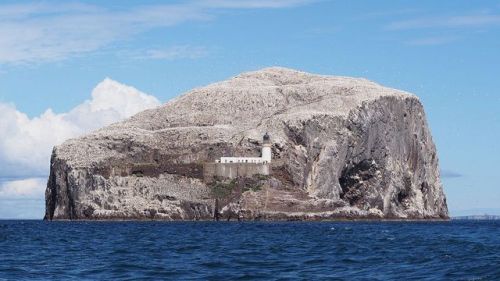 mea-gloria-fides:Bass Rock, East Lothian