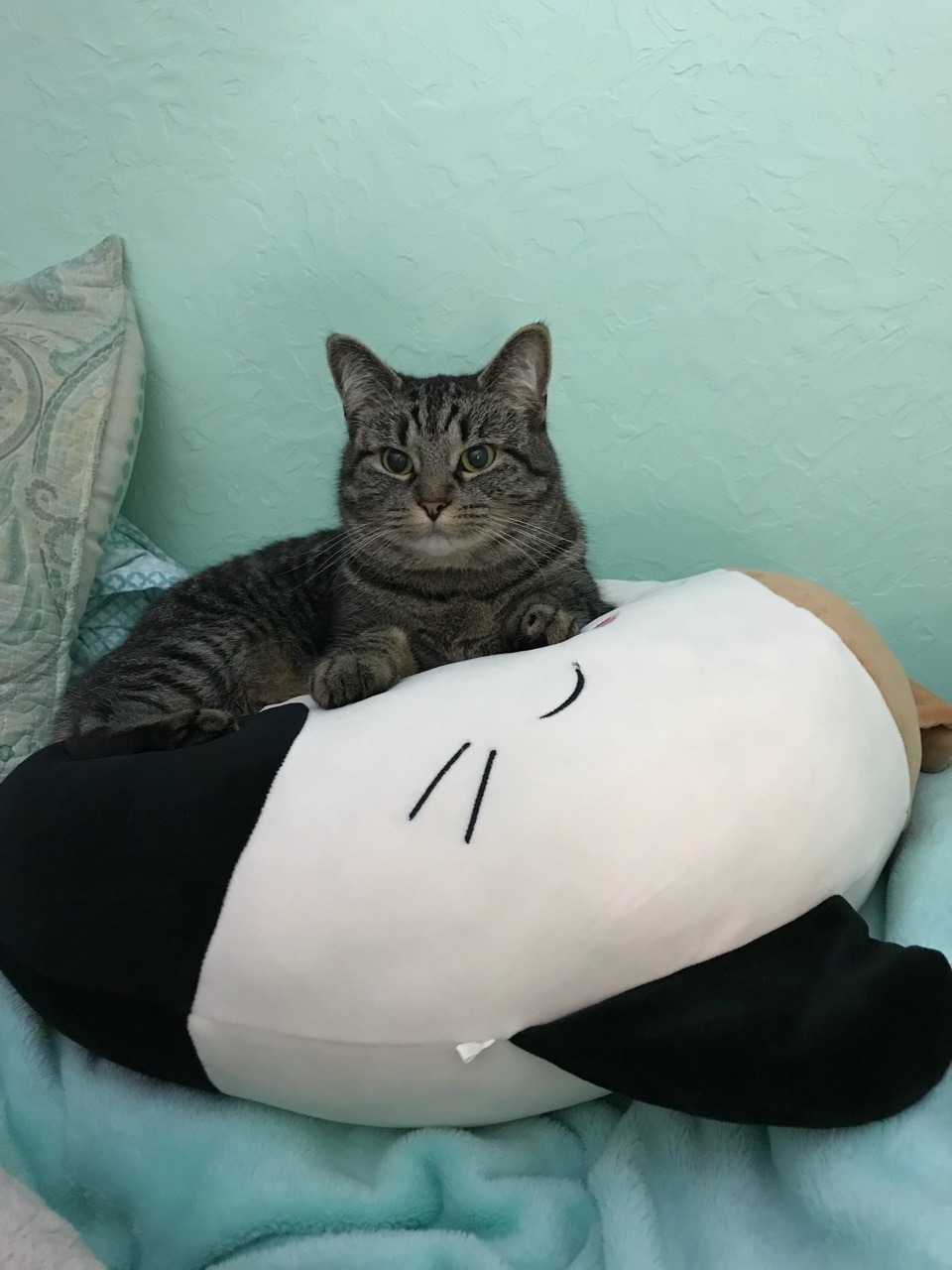 giant cat pillow