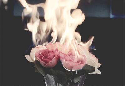 Róża Gif Tumblr