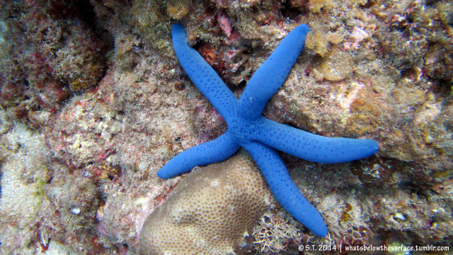 Linckia laevigata (Blue Linckia, or blue star)... - What's Below the ...