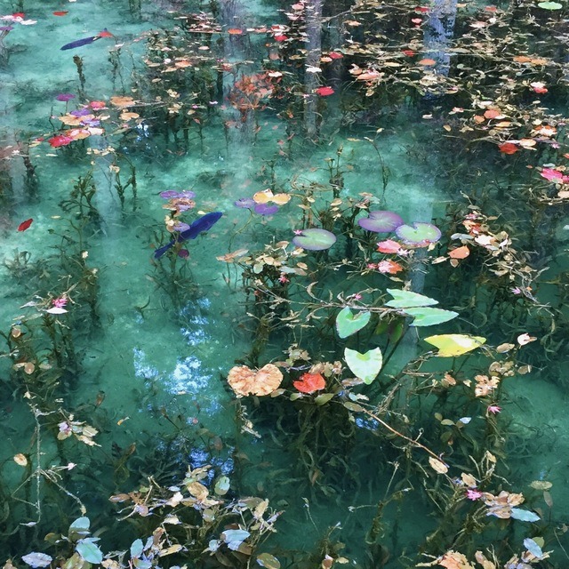 Monet’s Pond, Seki City, Gifu Prefecture, Japan - Circles Squared