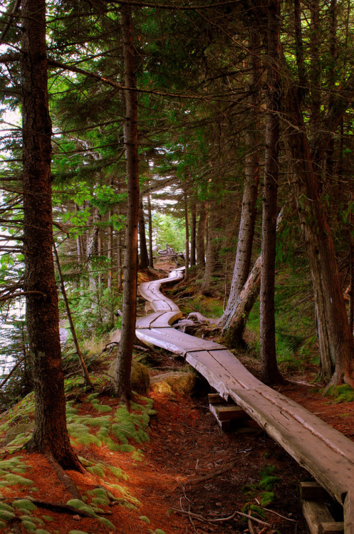 coiour-my-world:Forest Bike Trail, Oregon