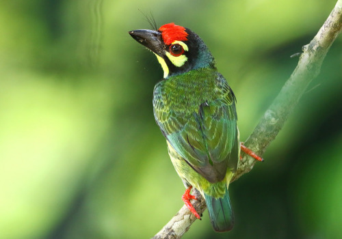 Coppersmith Barbet (Photo by eddy lee).